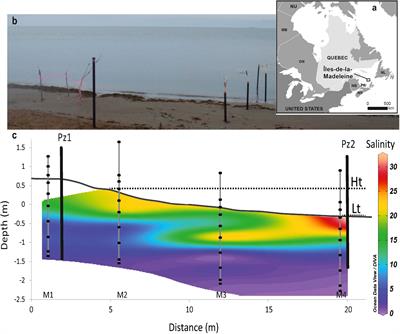 Production and fluxes of inorganic carbon and alkalinity in a subarctic subterranean estuary